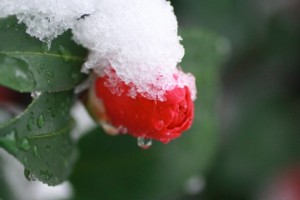 雪と山茶花の蕾