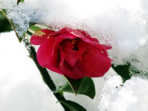 雪の中に咲くバラ