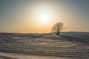 雪の中の哲学の木